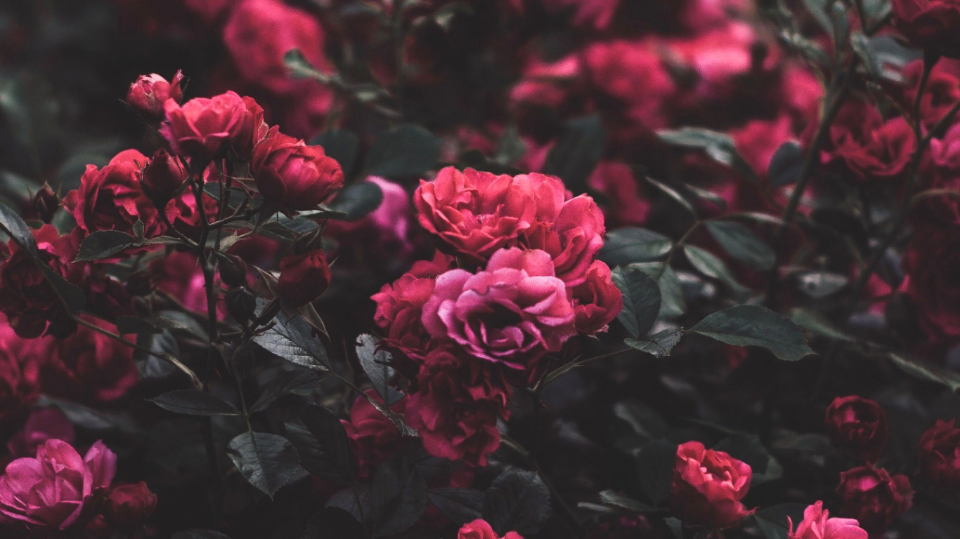 Rose, Garten Rosen, Pink, Blütenblatt, Natürlichen Umgebung. Wallpaper in 1366x768 Resolution