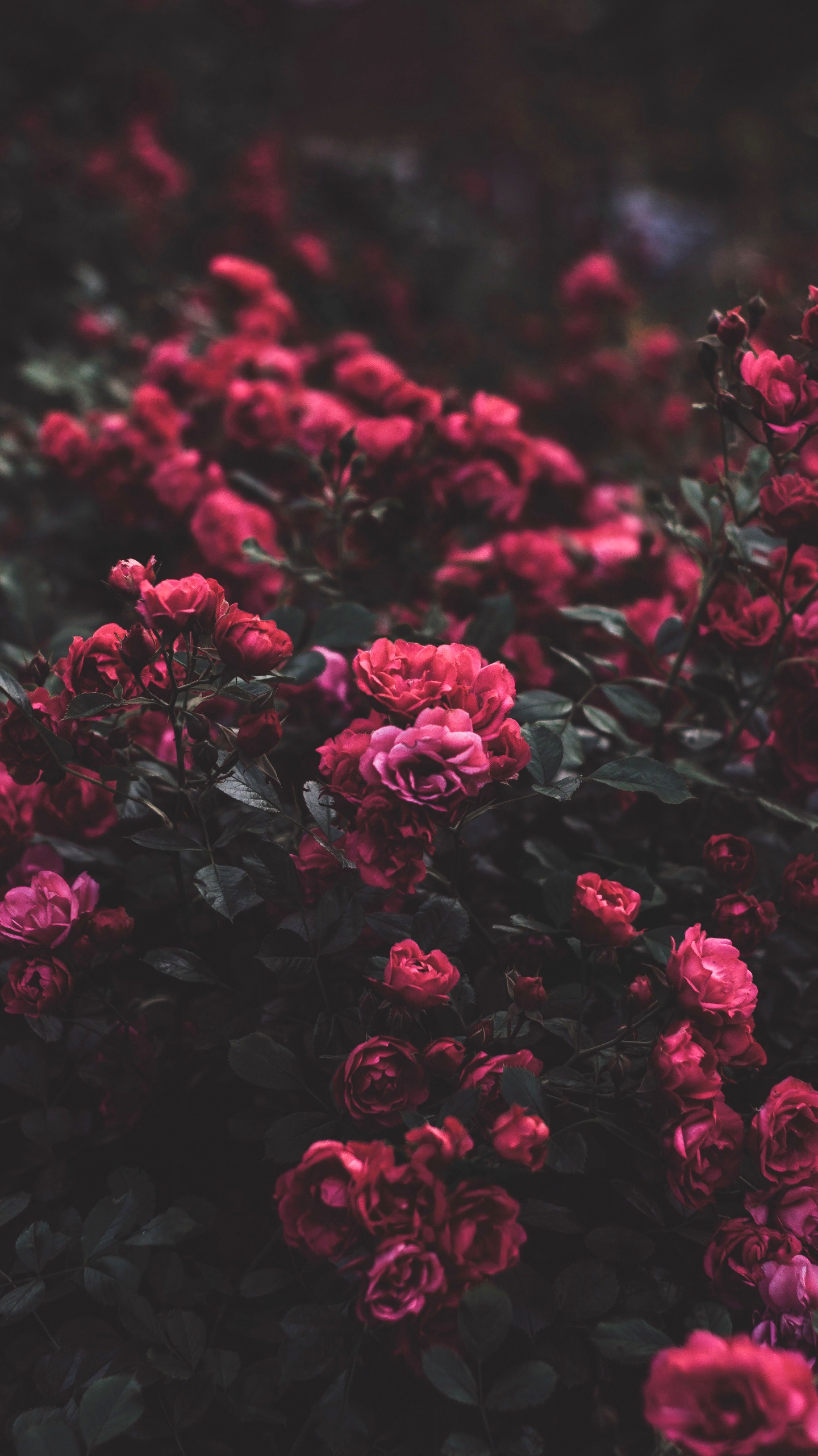 Roses, Les Roses de Jardin, Pink, Pétale, Environnement Naturel. Wallpaper in 1440x2560 Resolution
