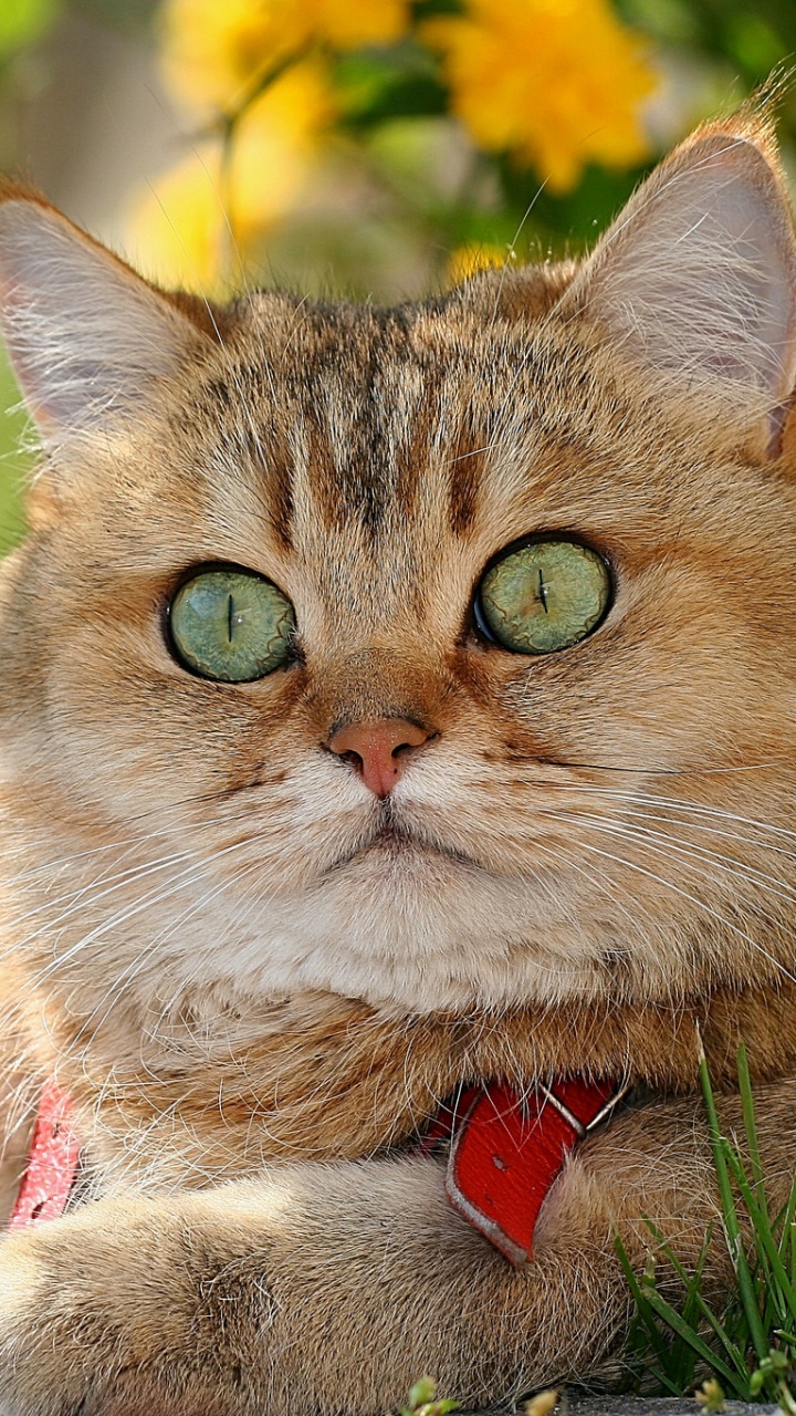 Chat Brun et Blanc Avec Collier Rouge Sur Terrain D'herbe Verte. Wallpaper in 720x1280 Resolution