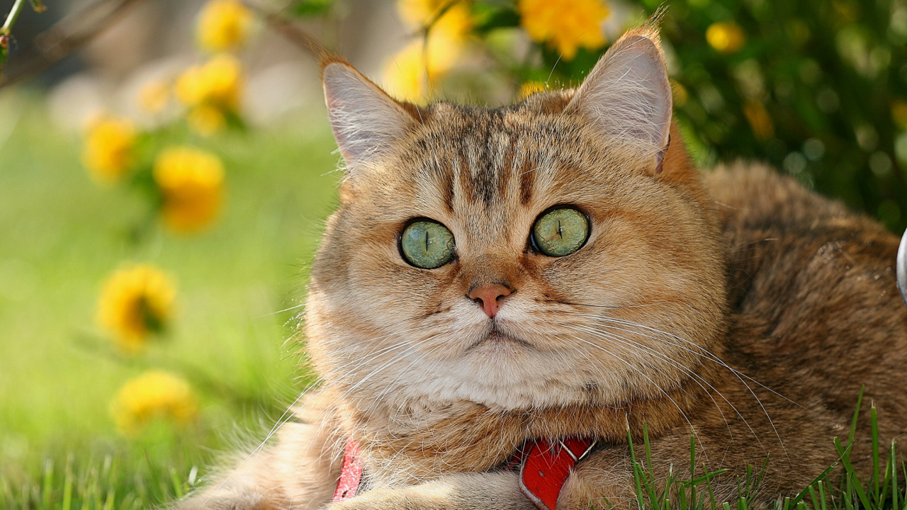 英国短毛猫, 美国短毛猫, 胡须, 大花猫, 草 壁纸 1280x720 允许