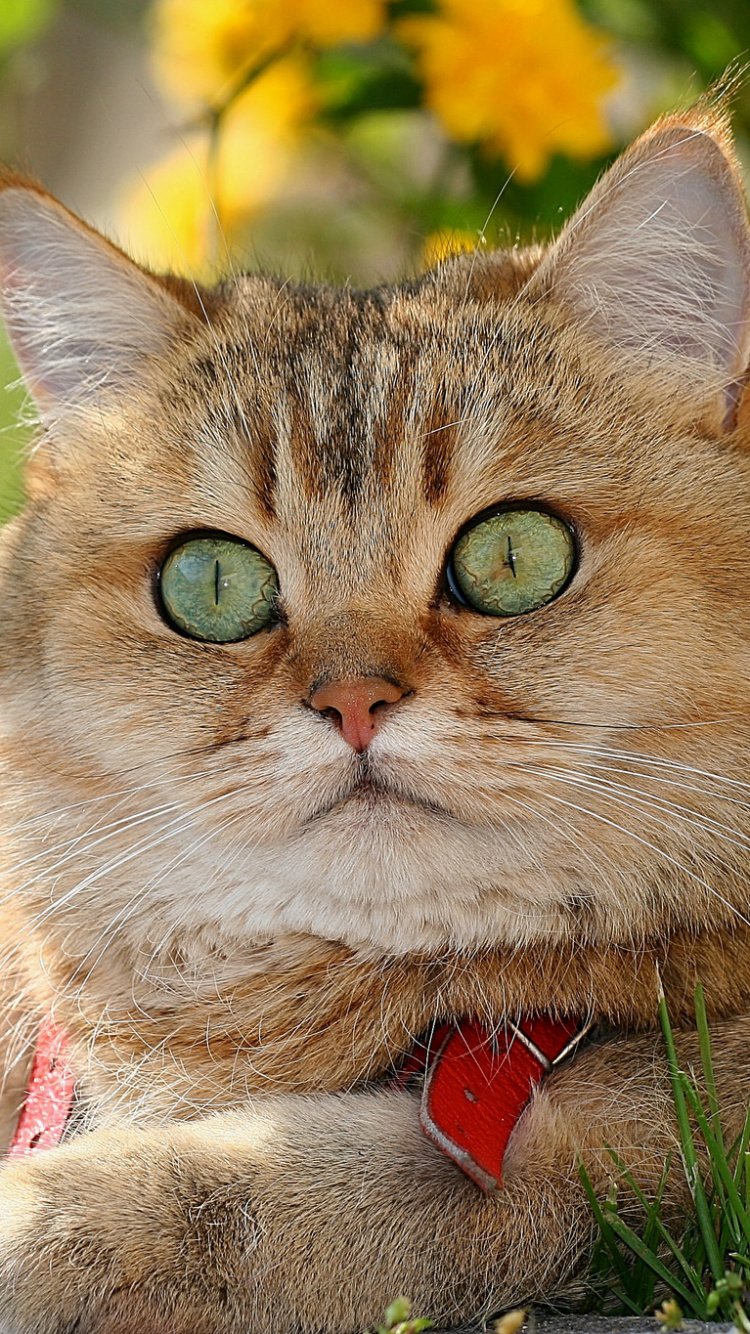 英国短毛猫, 美国短毛猫, 胡须, 大花猫, 草 壁纸 750x1334 允许