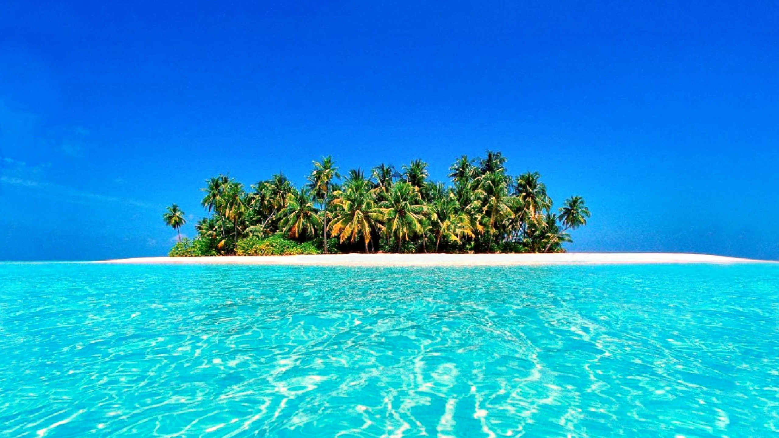 Green Palm Trees on Blue Body of Water During Daytime. Wallpaper in 2560x1440 Resolution