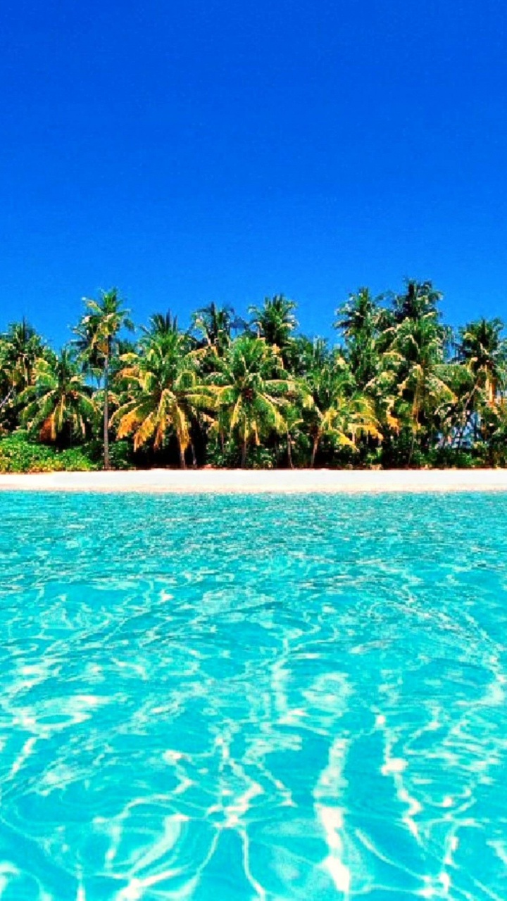 Green Palm Trees on Blue Body of Water During Daytime. Wallpaper in 720x1280 Resolution