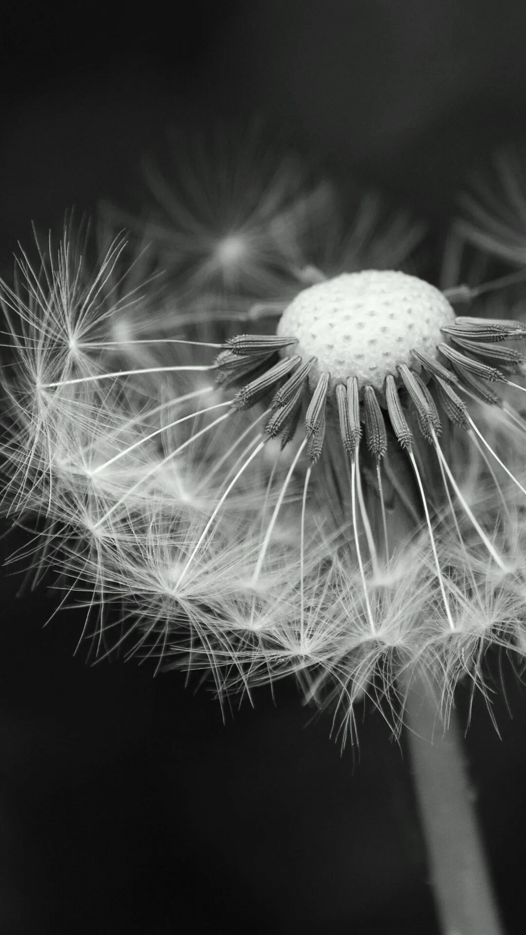 Elephone,  Elephone P8, m Tech Turbo L7, Smartphone, 0 51 Gb. Wallpaper in 1080x1920 Resolution