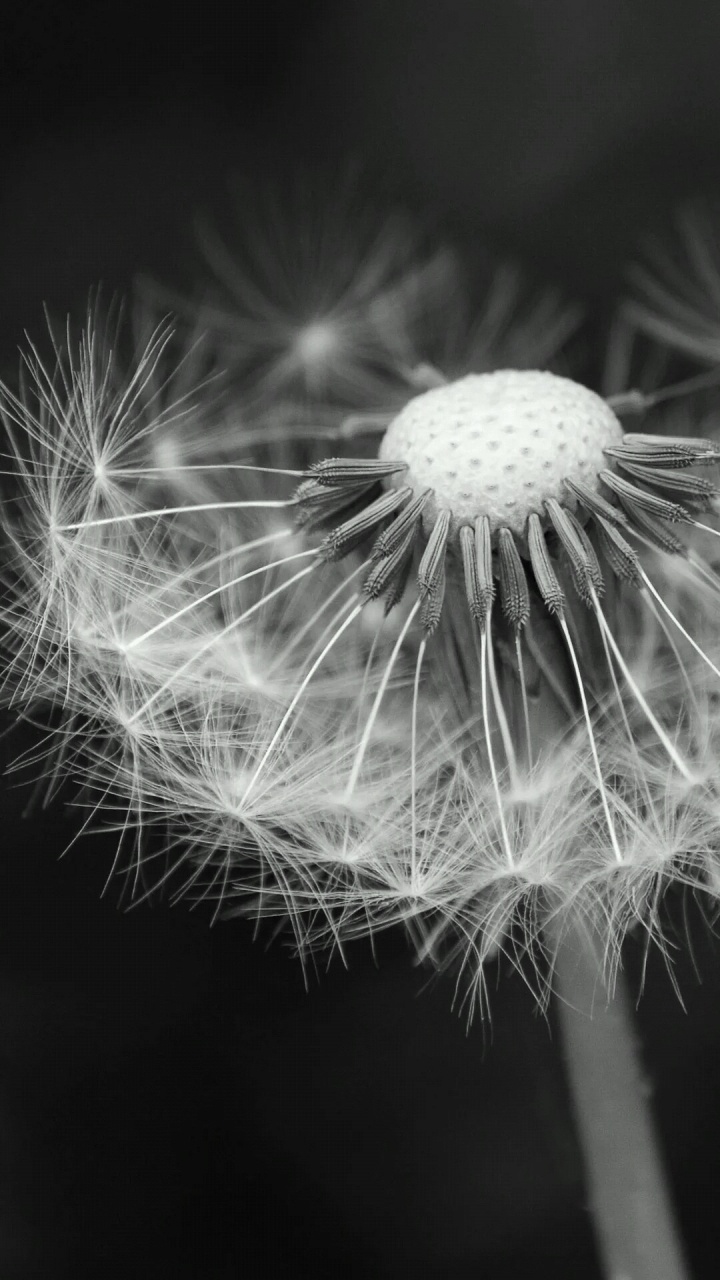 Elephone,  Elephone P8, m Tech Turbo L7, Smartphone, 0 51 Go. Wallpaper in 720x1280 Resolution