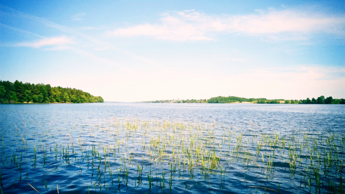 Herbe Verte Sur le Plan D'eau Pendant la Journée. Wallpaper in 1366x768 Resolution