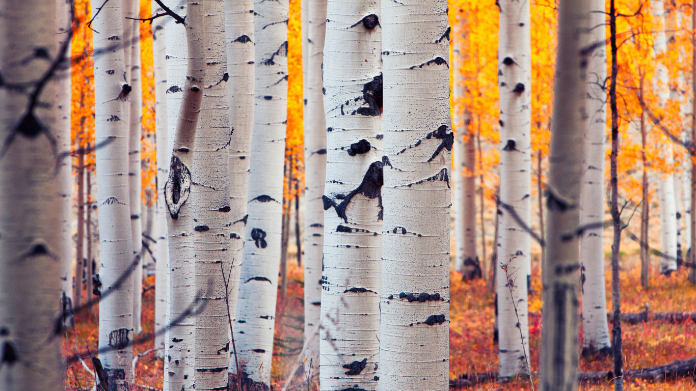 阿斯彭, Birch, 森林, 木本植物, 桦家庭 壁纸 1366x768 允许