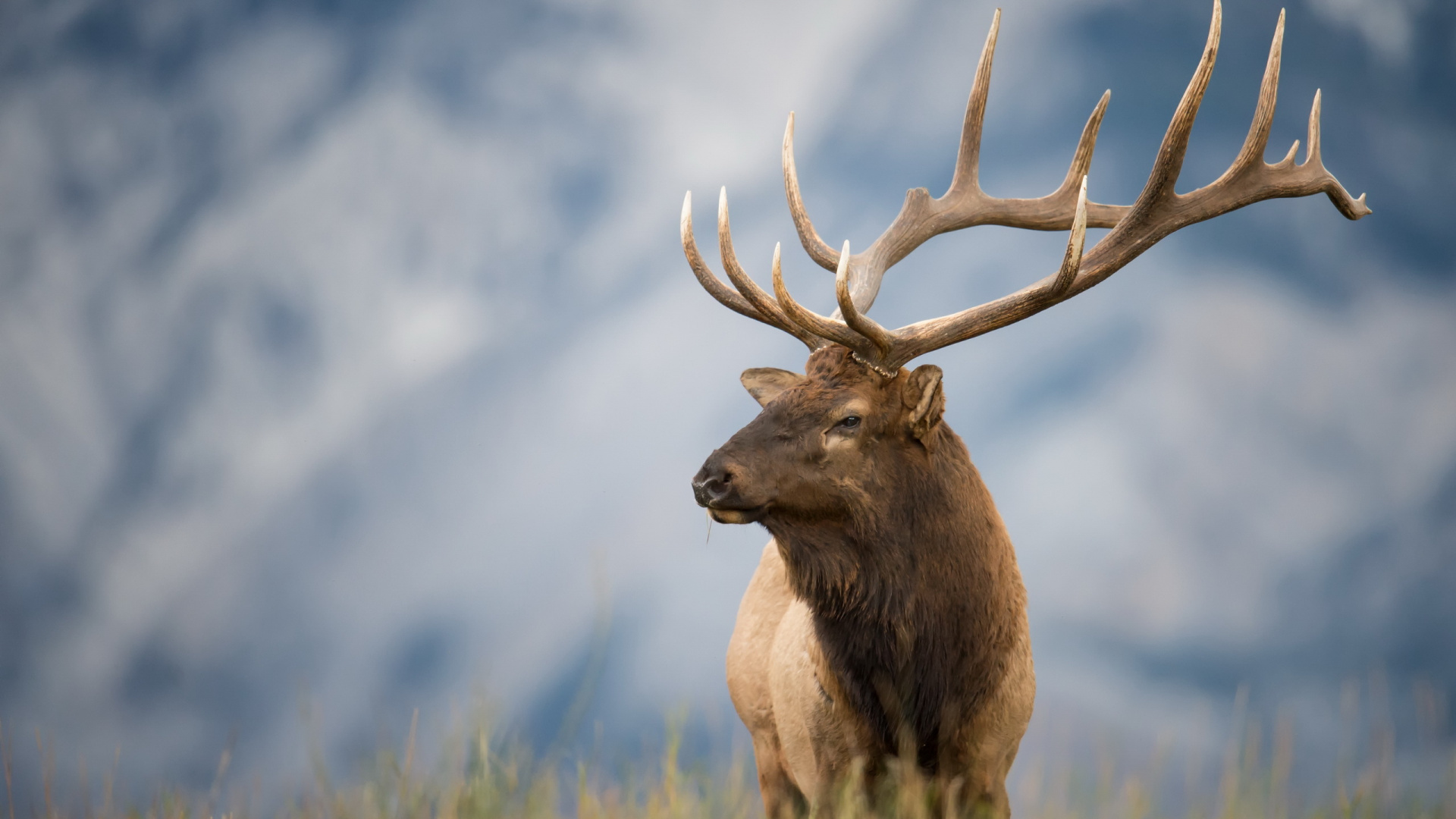 Cerf Brun Sur L'herbe Verte Pendant la Journée. Wallpaper in 1920x1080 Resolution
