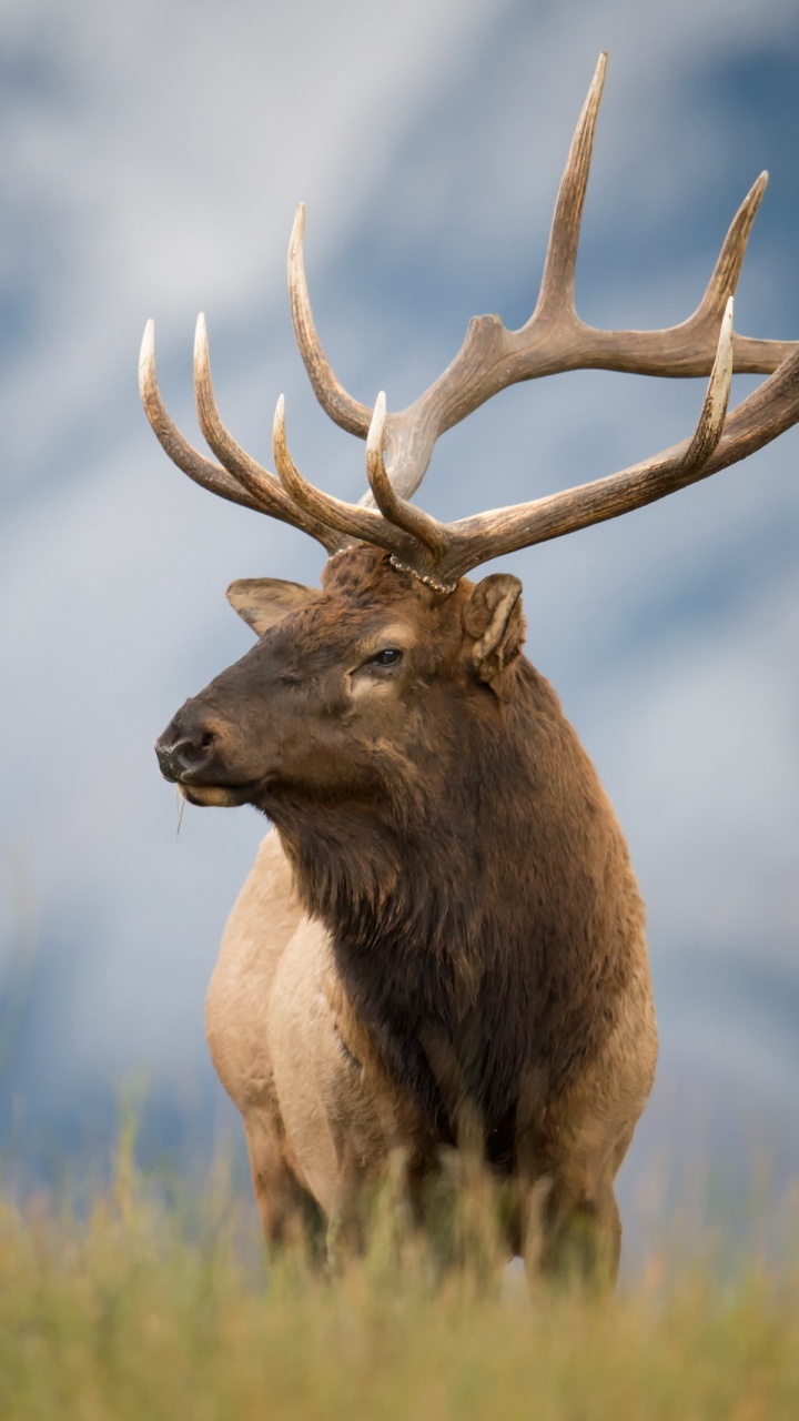 Cerf Brun Sur L'herbe Verte Pendant la Journée. Wallpaper in 720x1280 Resolution