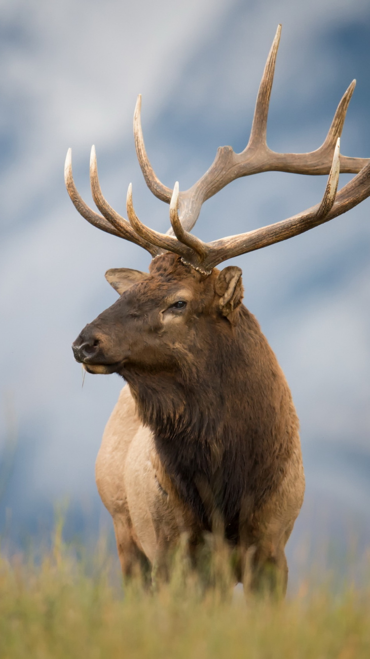 Cerf Brun Sur L'herbe Verte Pendant la Journée. Wallpaper in 750x1334 Resolution