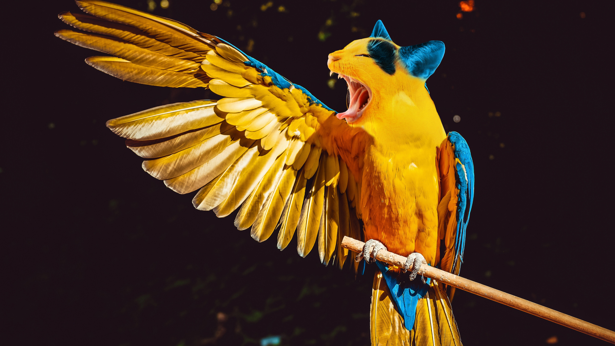 Gelber Blauer Und Oranger Papagei. Wallpaper in 2560x1440 Resolution