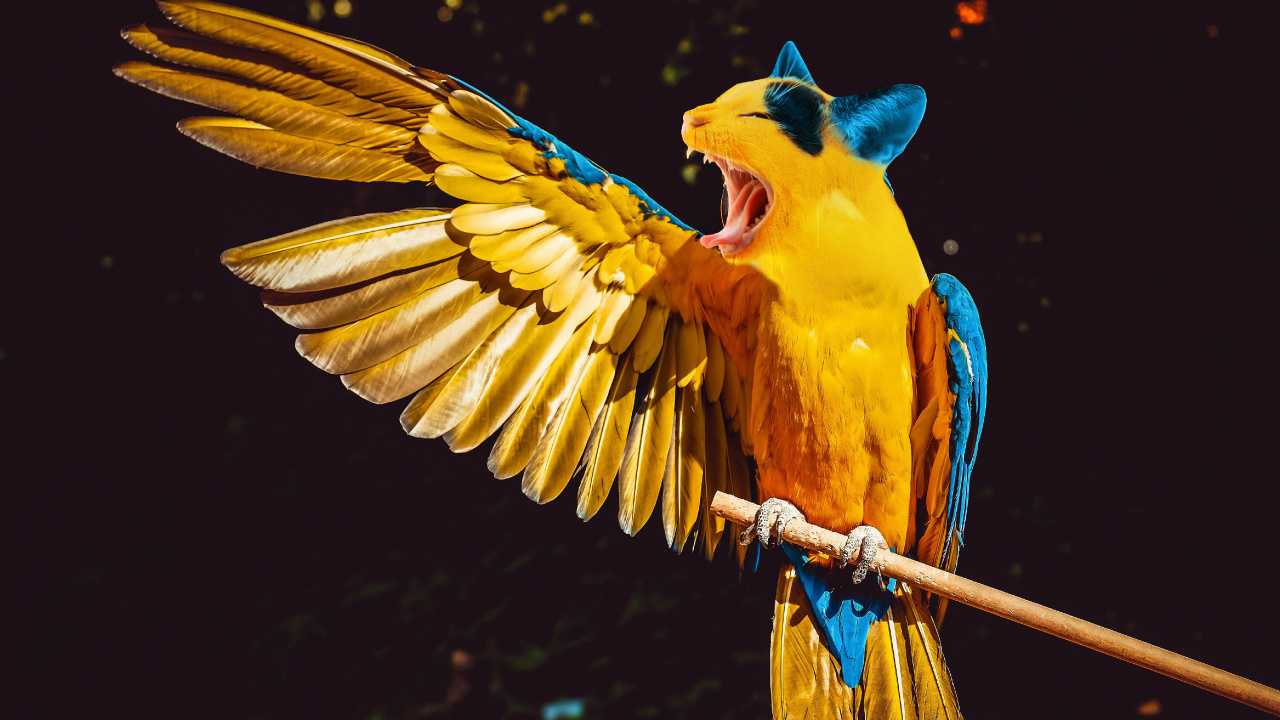 Yellow Blue and Orange Parrot. Wallpaper in 1280x720 Resolution