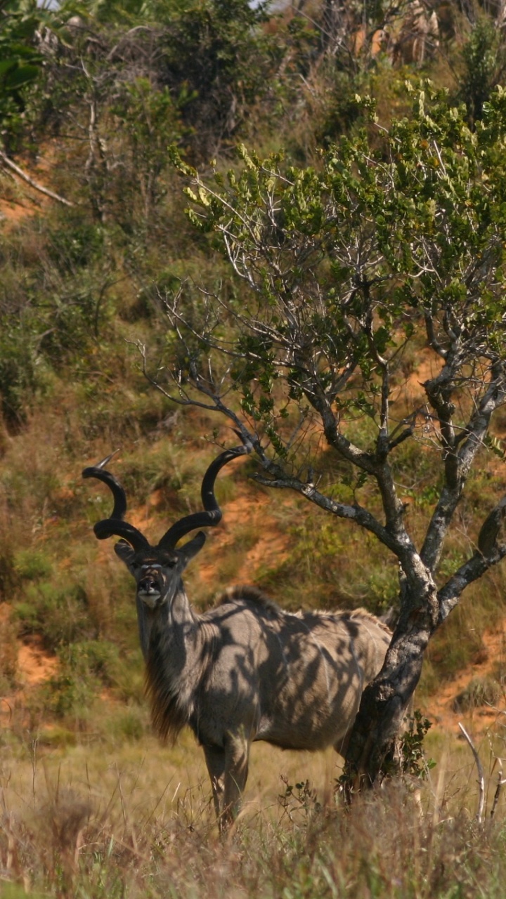 Brown Deer on Brown Grass Field During Daytime. Wallpaper in 720x1280 Resolution