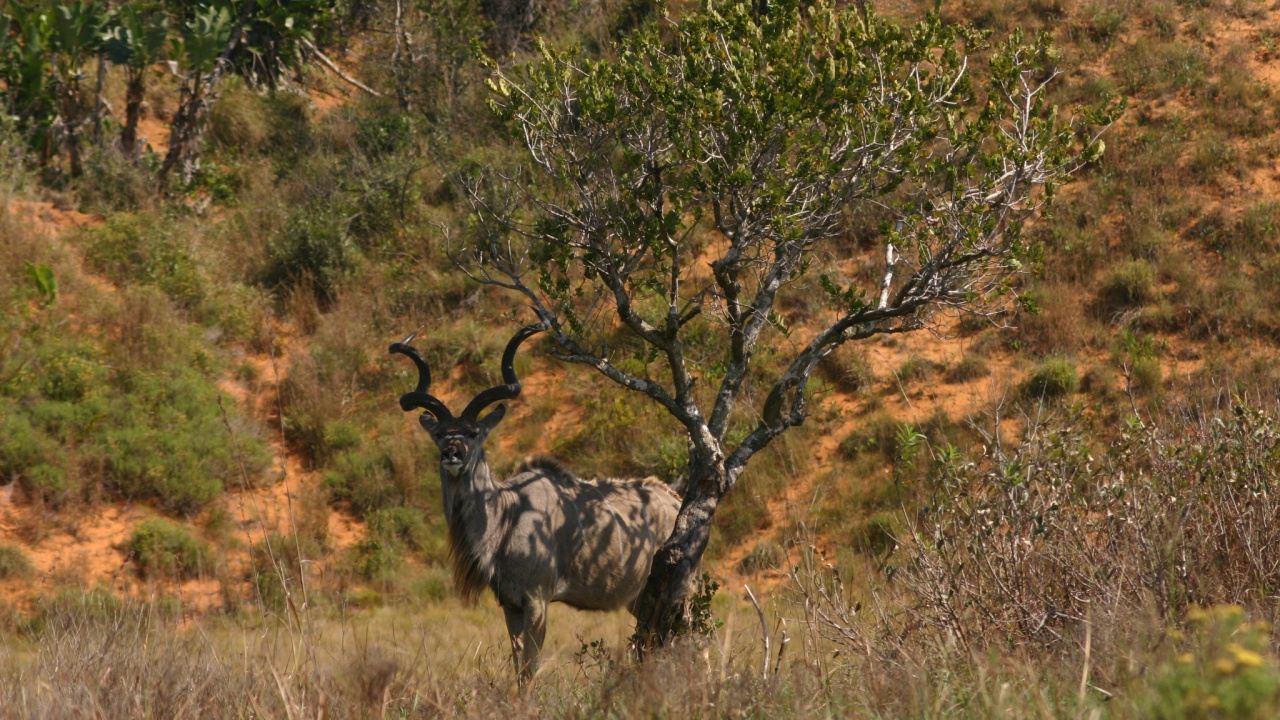 Cerf Brun Sur Terrain D'herbe Brune Pendant la Journée. Wallpaper in 1280x720 Resolution