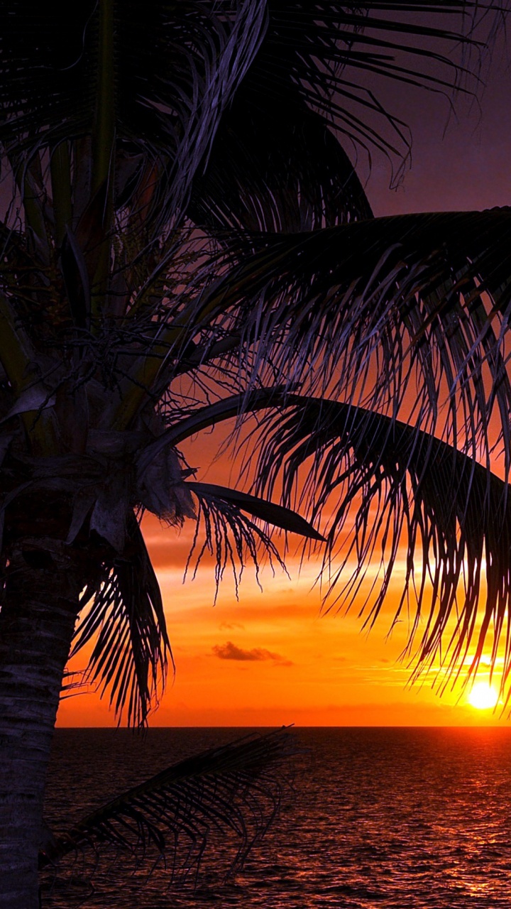 Palme in Der Nähe Eines Gewässers Bei Sonnenuntergang. Wallpaper in 720x1280 Resolution