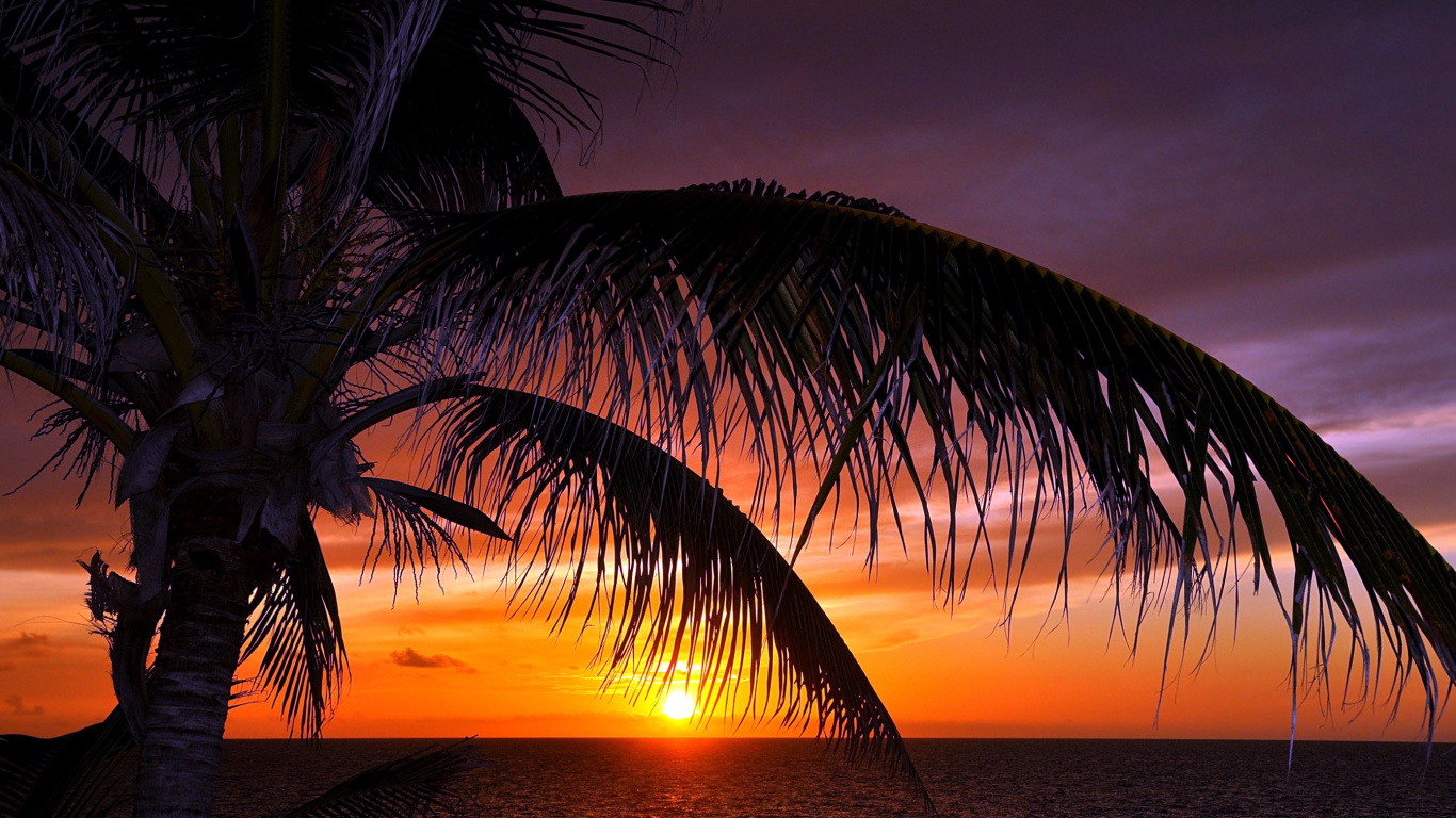 Palmier Près du Plan D'eau Pendant le Coucher du Soleil. Wallpaper in 1366x768 Resolution