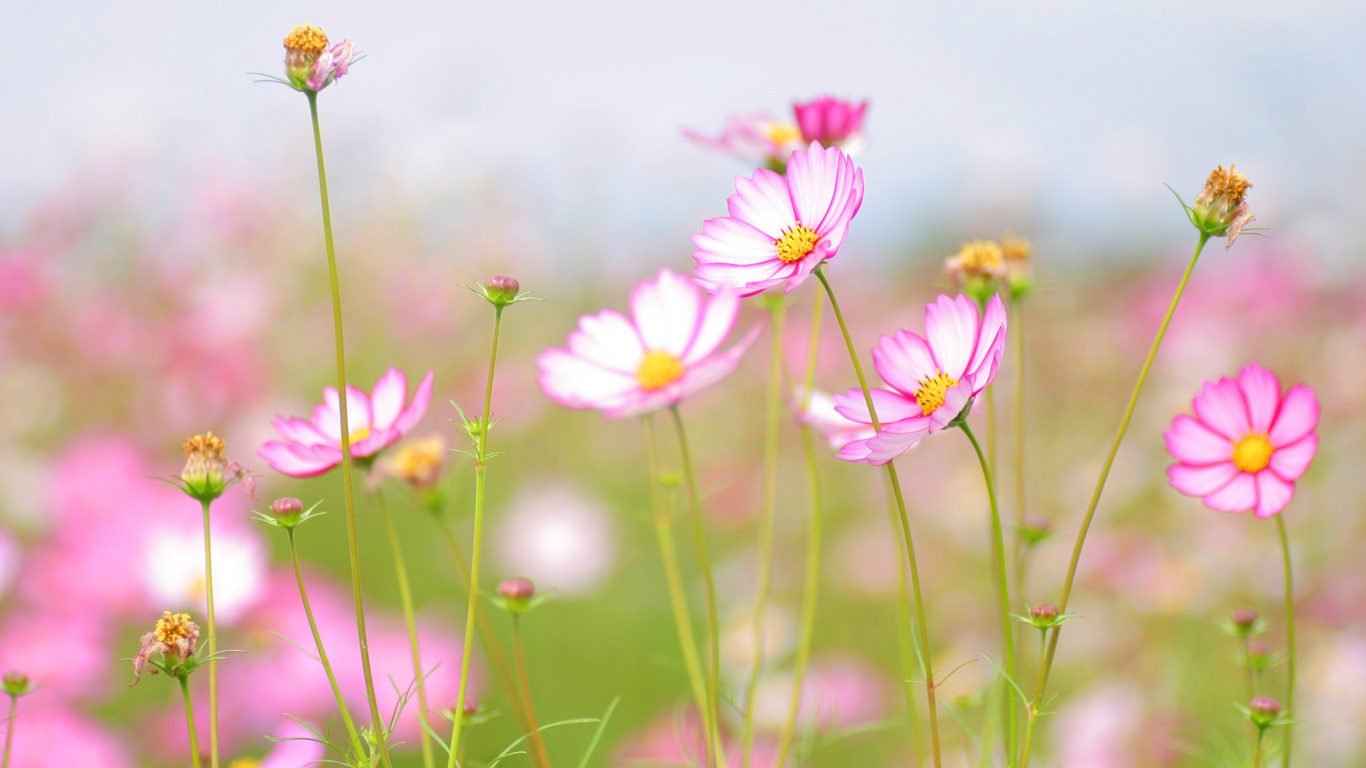 Pink and White Flowers in Tilt Shift Lens. Wallpaper in 1366x768 Resolution