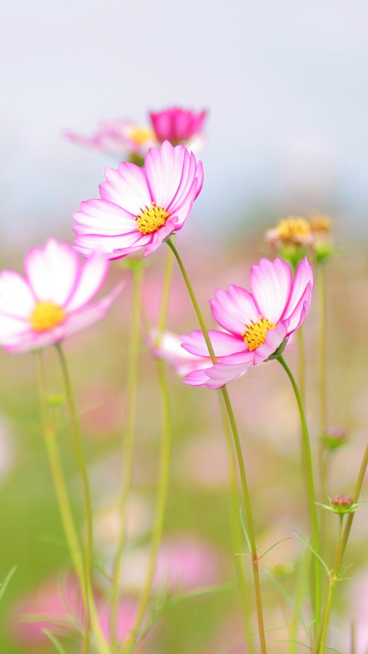 Pink and White Flowers in Tilt Shift Lens. Wallpaper in 720x1280 Resolution