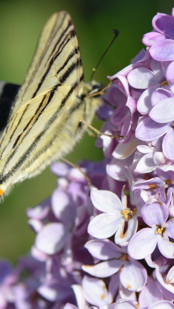 Zebra Swallowtail Butterfly Perched on Purple Flower in Close up Photography During Daytime. Wallpaper in 720x1280 Resolution