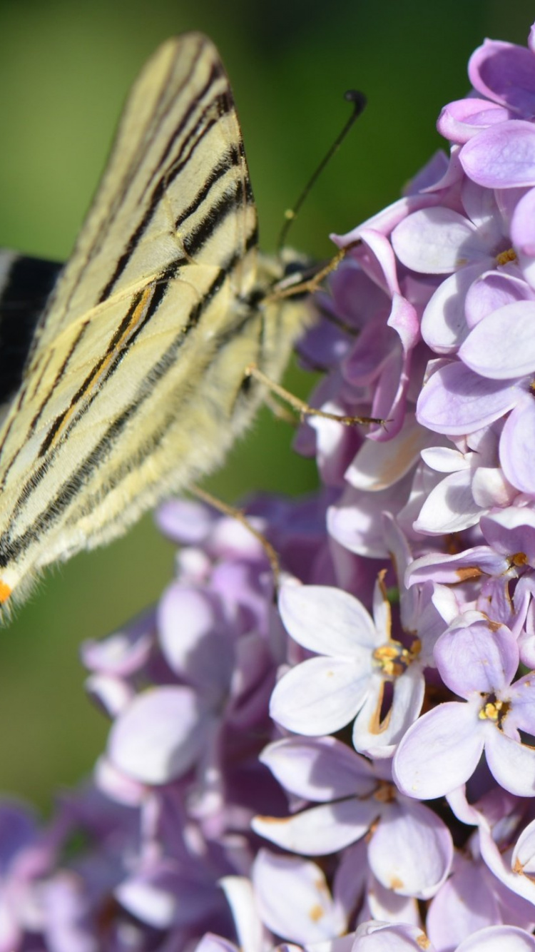 Zebra Swallowtail Butterfly Perched on Purple Flower in Close up Photography During Daytime. Wallpaper in 750x1334 Resolution