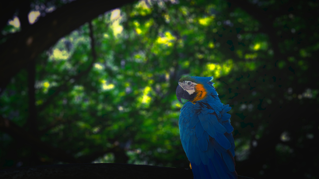 Blue and Yellow Macaw on Black Wooden Fence During Daytime. Wallpaper in 1280x720 Resolution