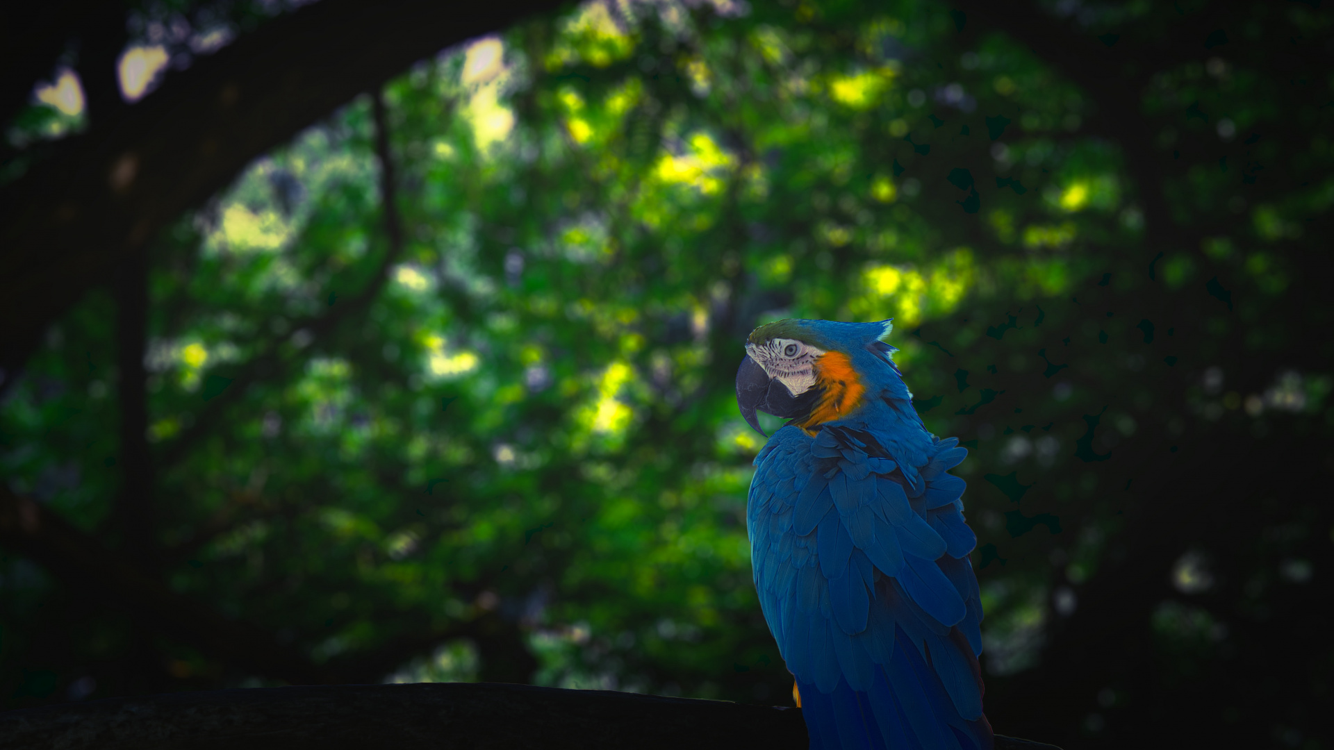 Blue and Yellow Macaw on Black Wooden Fence During Daytime. Wallpaper in 1920x1080 Resolution