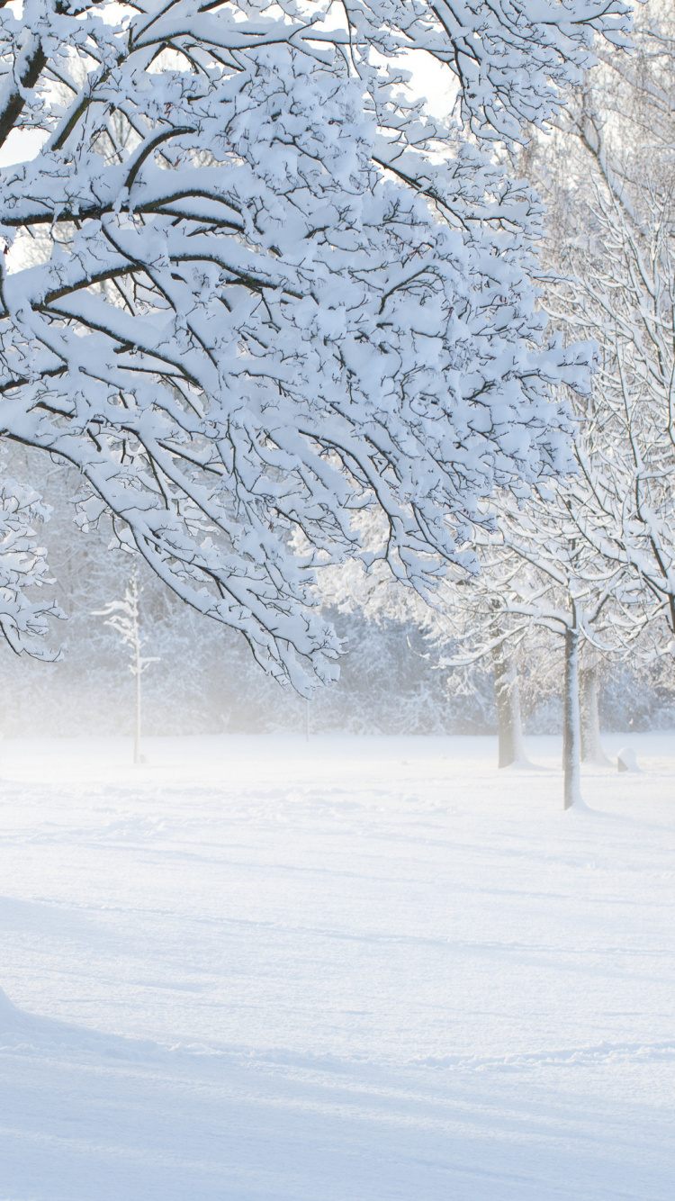 Arbre Sans Feuilles Recouvert de Neige. Wallpaper in 750x1334 Resolution