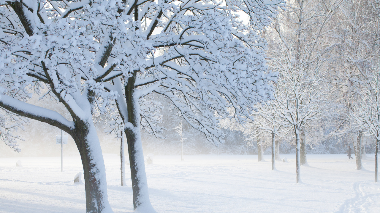 Kahler Baum Mit Schnee Bedeckt. Wallpaper in 1280x720 Resolution