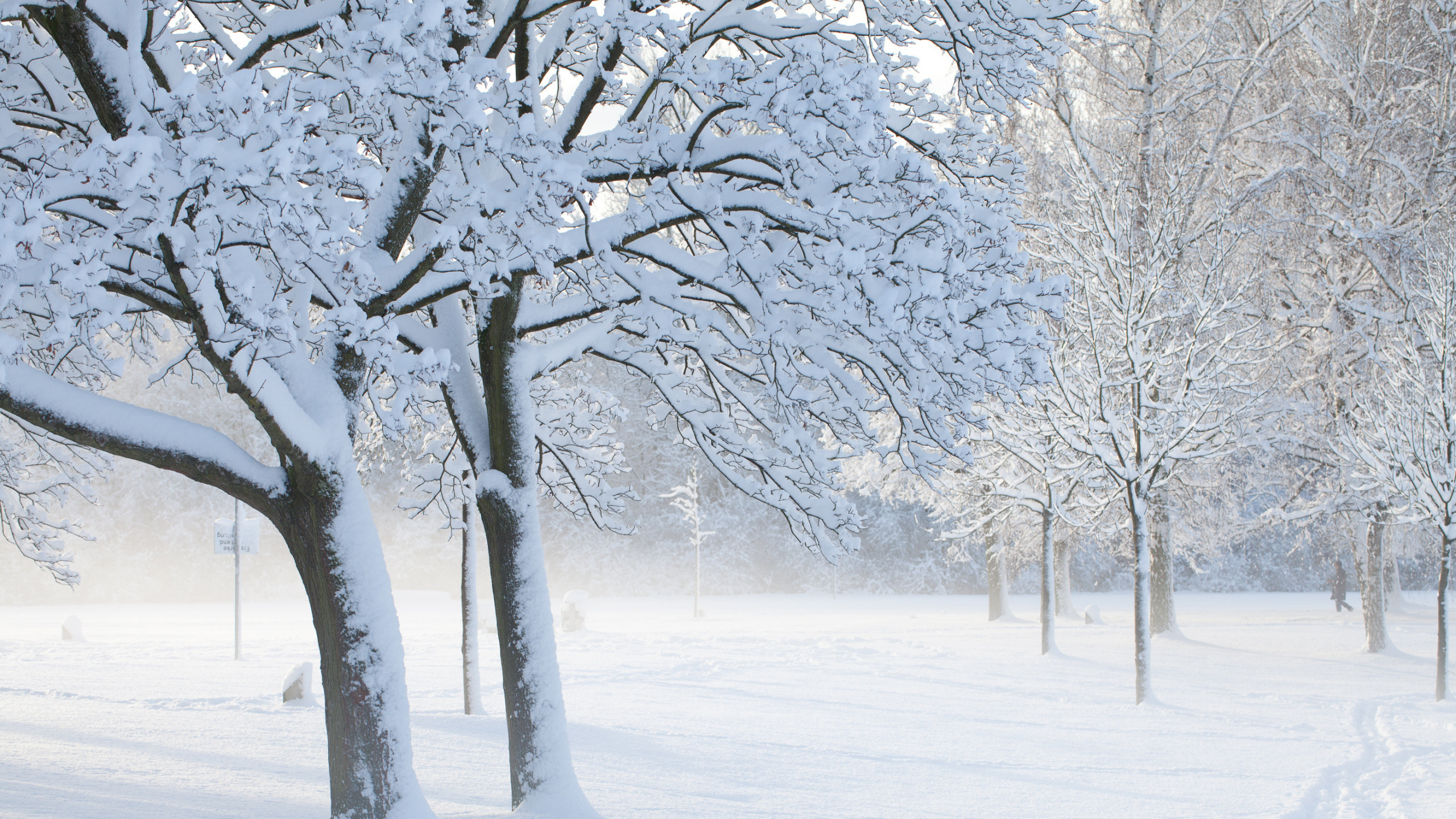 Leafless Tree Covered With Snow. Wallpaper in 2560x1440 Resolution