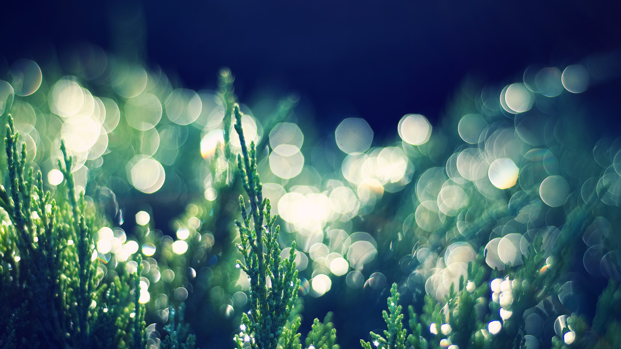 Planta Verde Con Luz Blanca Bokeh. Wallpaper in 1280x720 Resolution