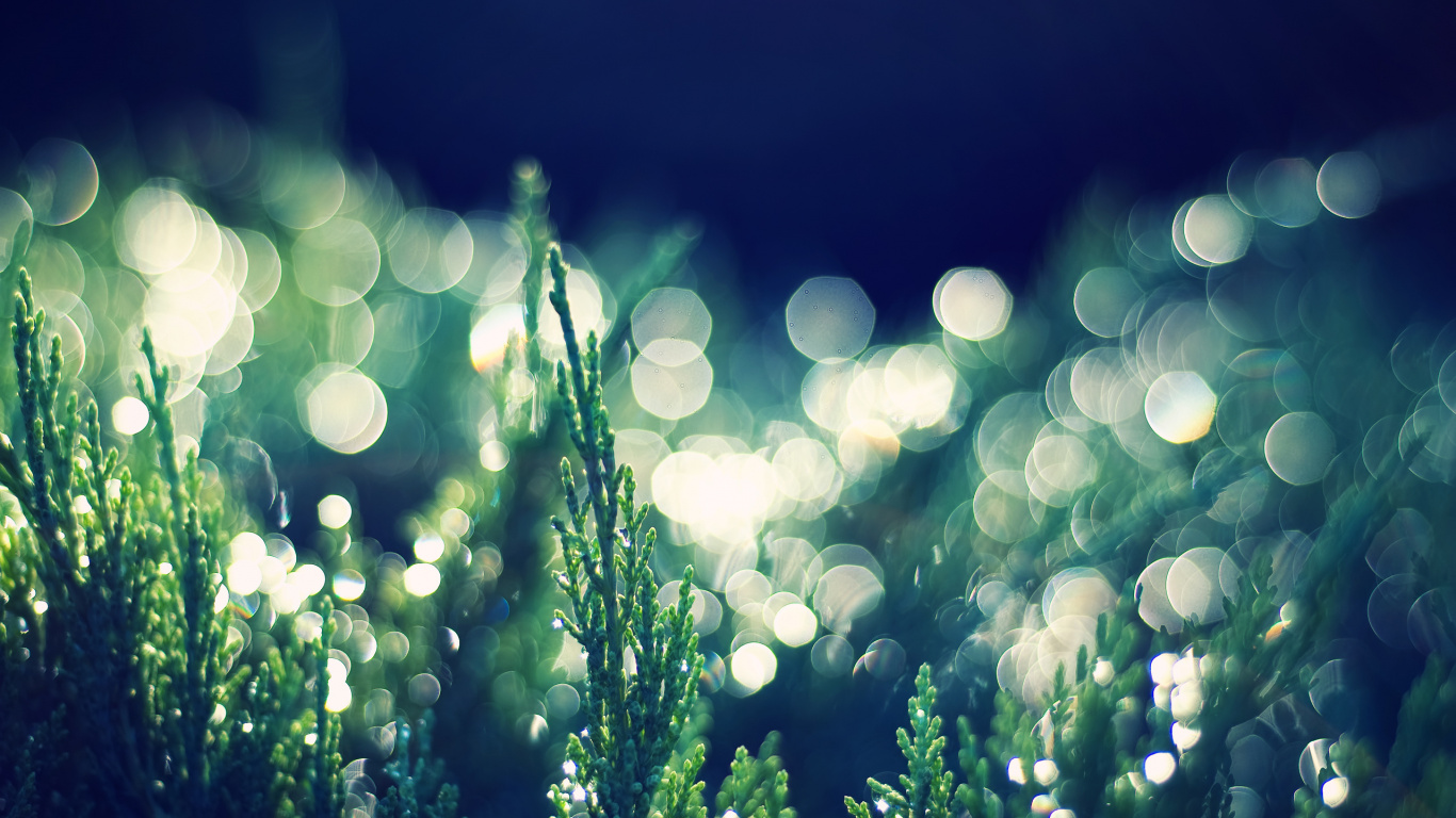 Planta Verde Con Luz Blanca Bokeh. Wallpaper in 1366x768 Resolution