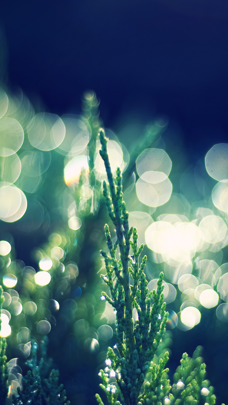 Planta Verde Con Luz Blanca Bokeh. Wallpaper in 750x1334 Resolution