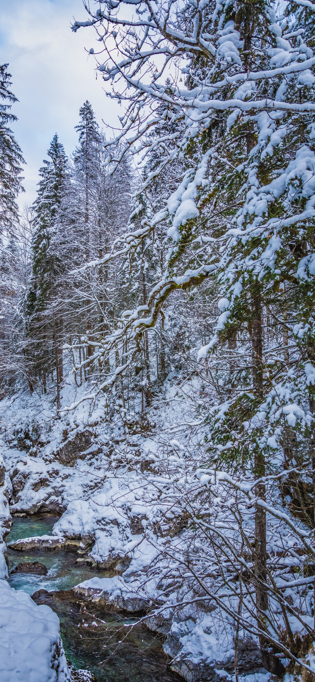 Nieve, Agua, Paisaje Natural, Alerce, Curso de Agua. Wallpaper in 1242x2688 Resolution