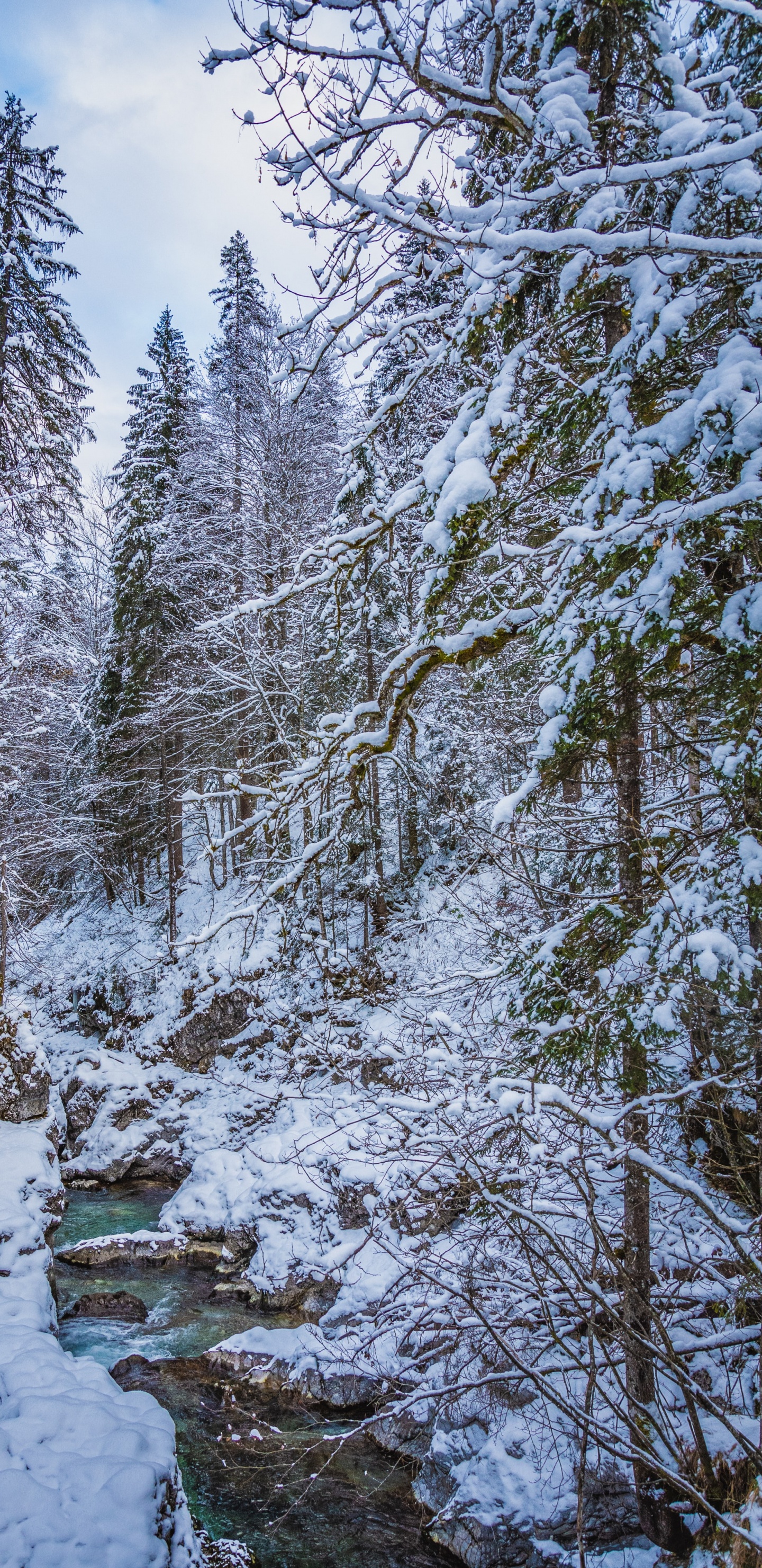 Schnee, Wasser, Cloud, Naturlandschaft, Baum. Wallpaper in 1440x2960 Resolution