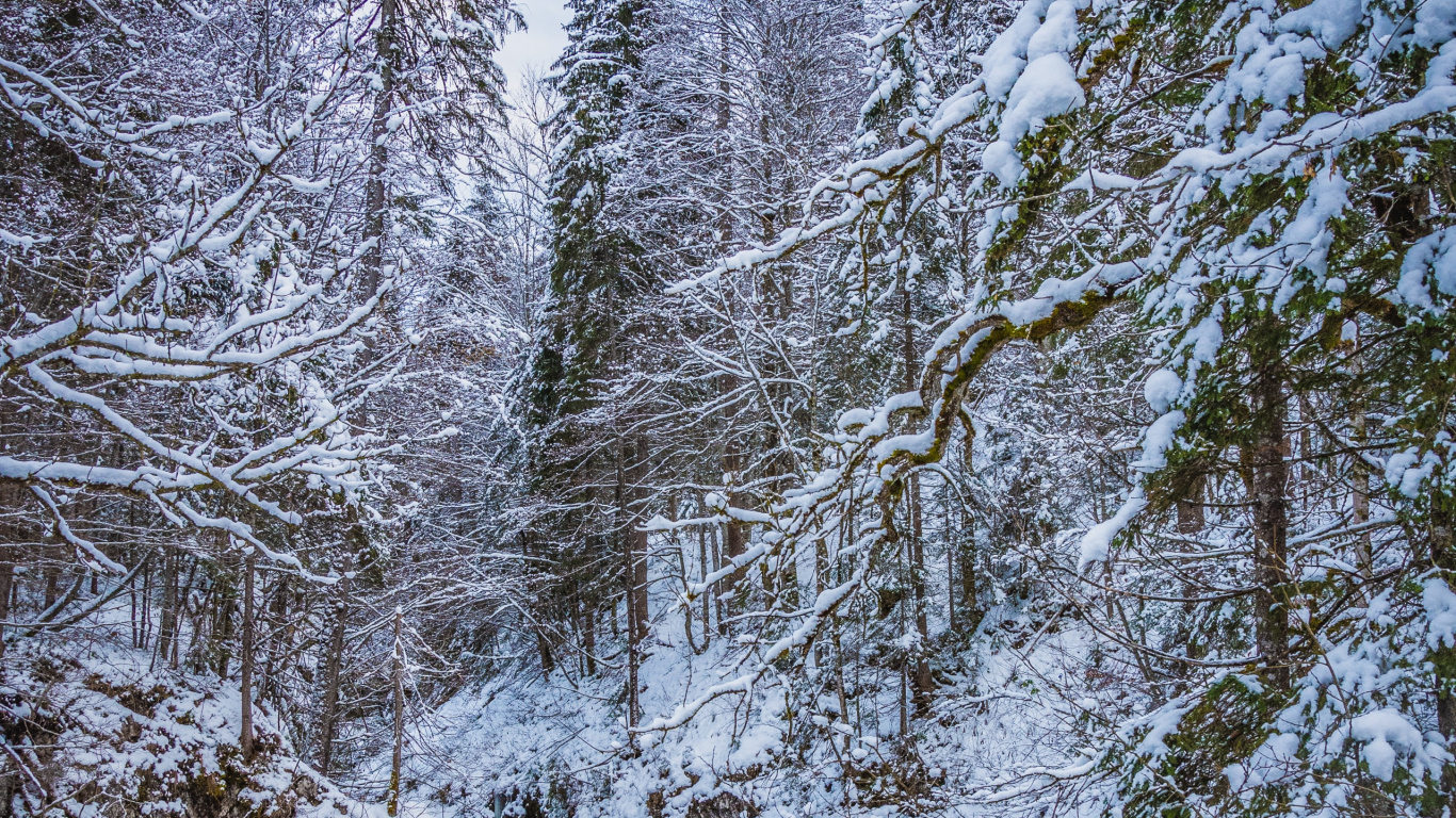 Snow, Water, Cloud, Plant, Natural Landscape. Wallpaper in 1366x768 Resolution