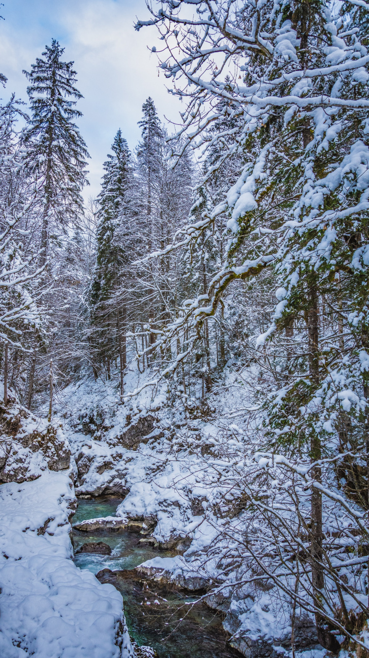 Snow, Water, Cloud, Plant, Natural Landscape. Wallpaper in 750x1334 Resolution