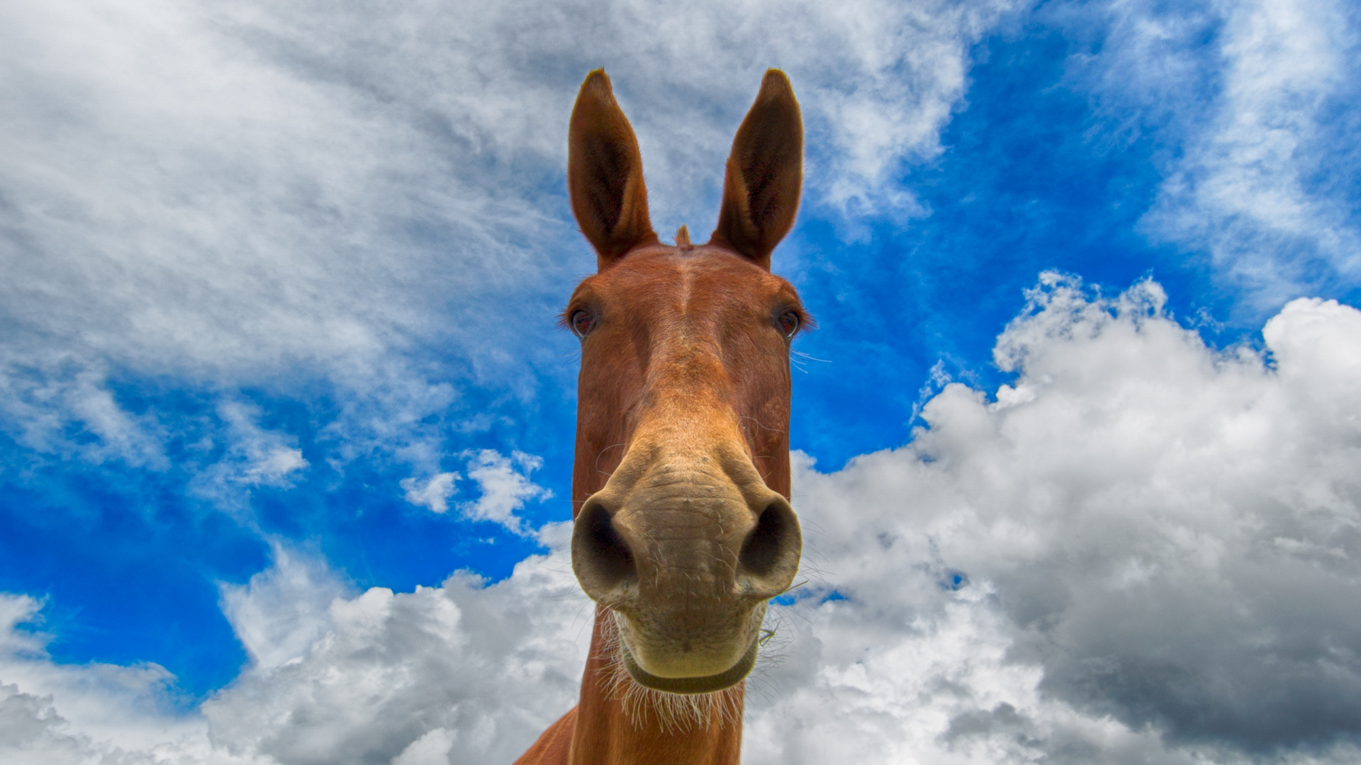 Cheval Brun Sous Ciel Bleu et Nuages Blancs Pendant la Journée. Wallpaper in 1920x1080 Resolution