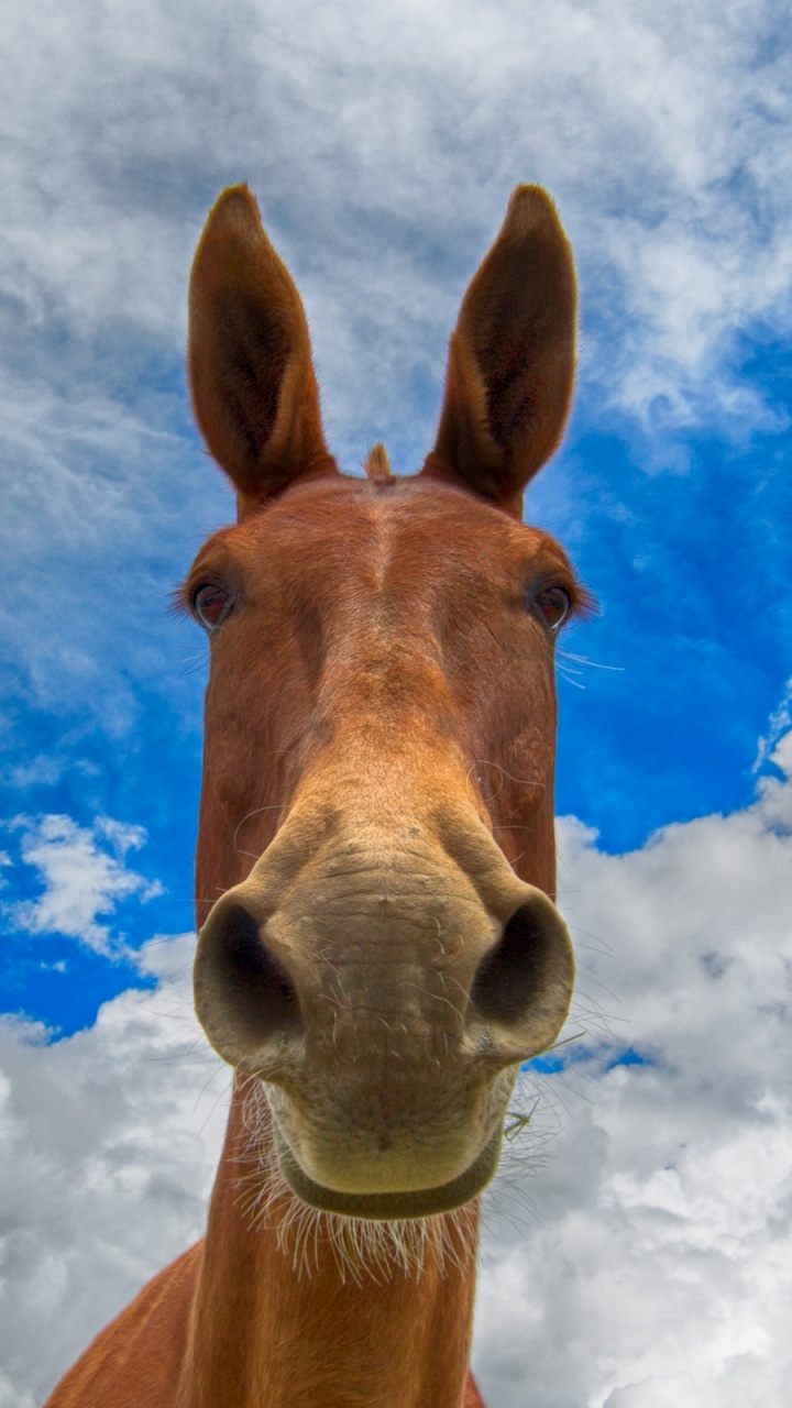 Cheval Brun Sous Ciel Bleu et Nuages Blancs Pendant la Journée. Wallpaper in 720x1280 Resolution