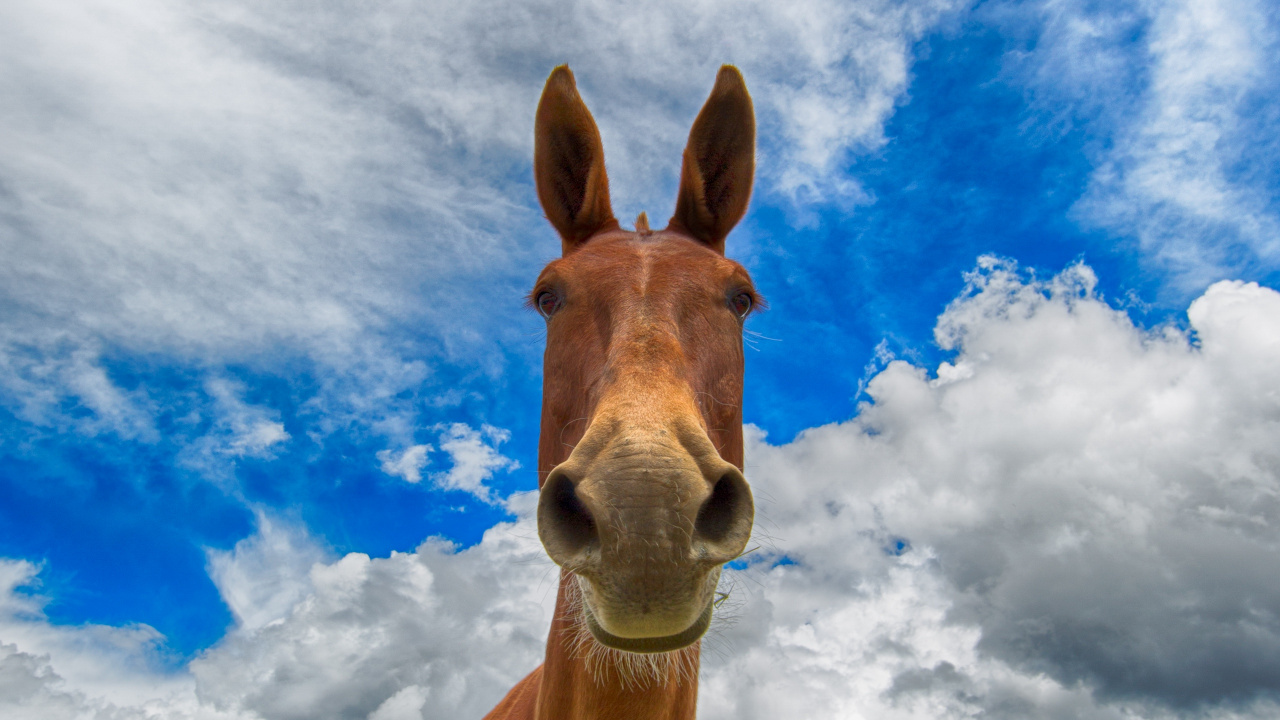 Caballo Marrón Bajo un Cielo Azul y Nubes Blancas Durante el Día. Wallpaper in 1280x720 Resolution