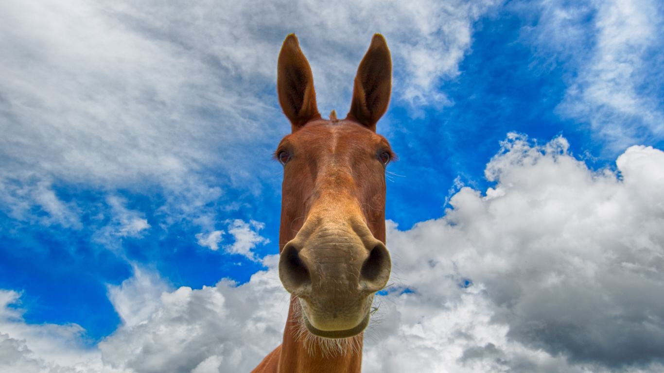 Brown Horse Under Blue Sky and White Clouds During Daytime. Wallpaper in 1366x768 Resolution