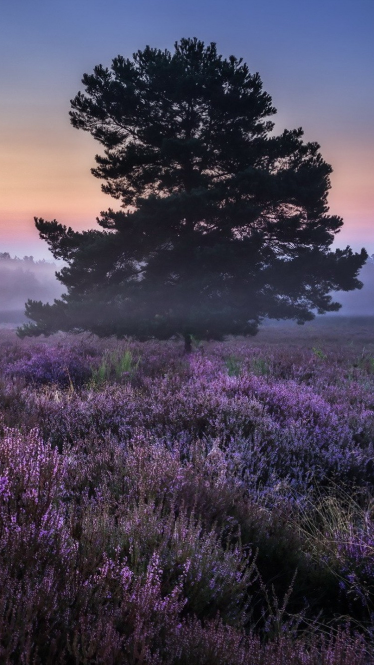 Green Grass Field During Sunset. Wallpaper in 750x1334 Resolution