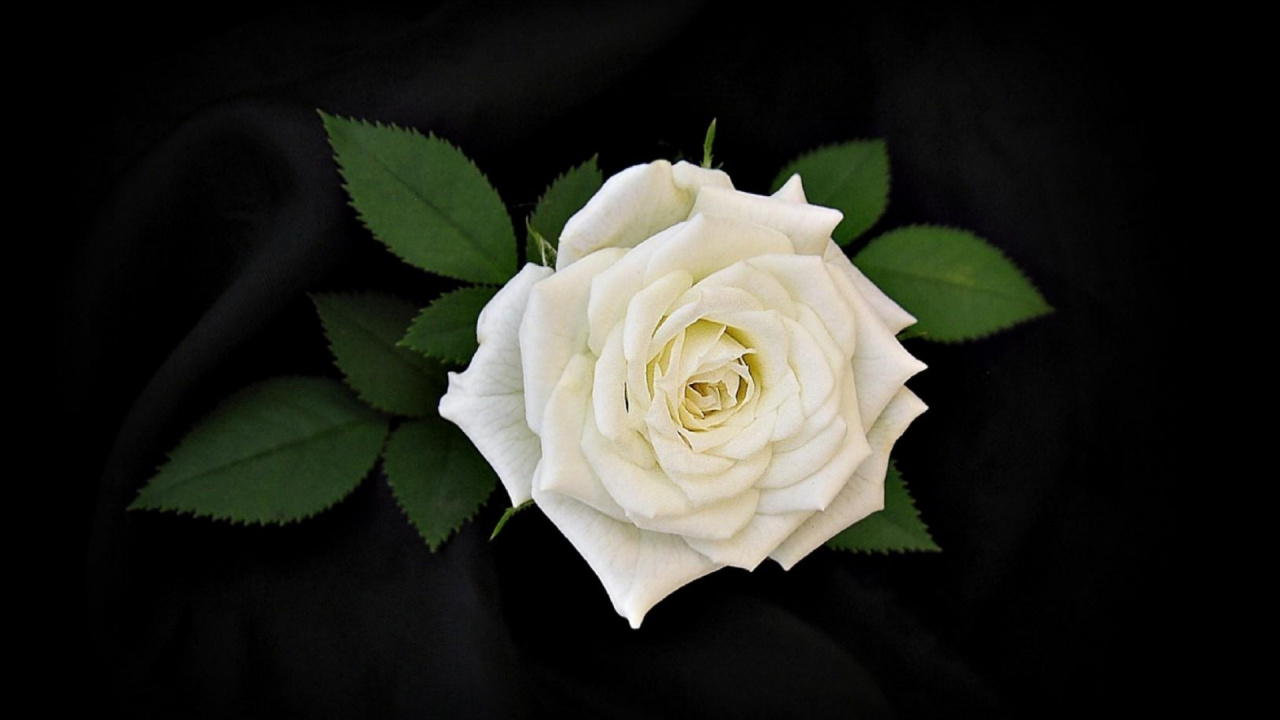 Weiße Rose in Voller Blüte Nahaufnahme Foto. Wallpaper in 1280x720 Resolution