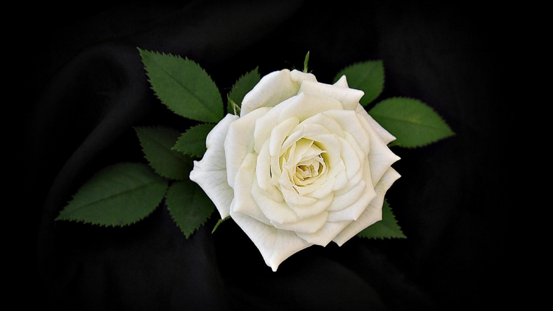 Weiße Rose in Voller Blüte Nahaufnahme Foto. Wallpaper in 1920x1080 Resolution