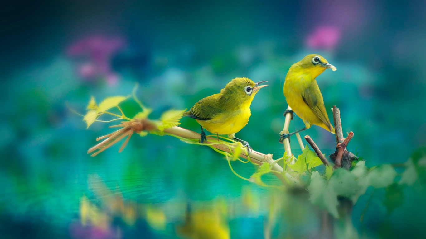 Yellow Bird on Brown Stick. Wallpaper in 1366x768 Resolution