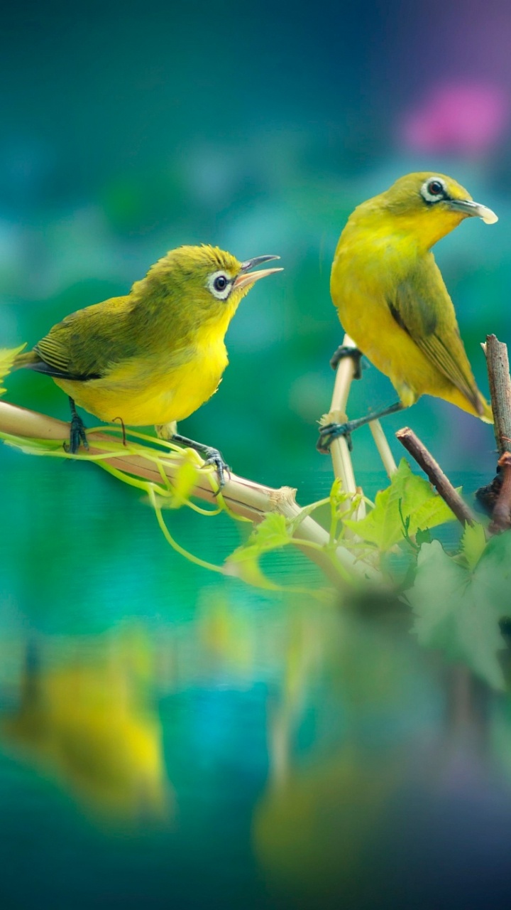Yellow Bird on Brown Stick. Wallpaper in 720x1280 Resolution