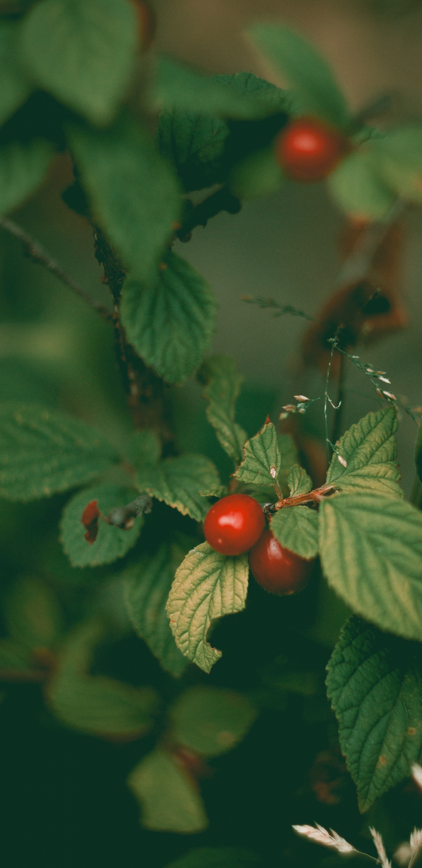 显花植物, 玫瑰, 食品, 木本植物, 工厂 壁纸 1440x2960 允许