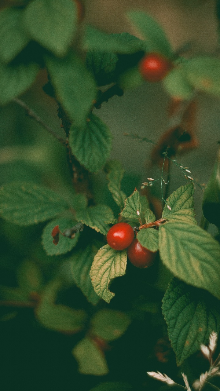 显花植物, 玫瑰, 食品, 木本植物, 工厂 壁纸 720x1280 允许