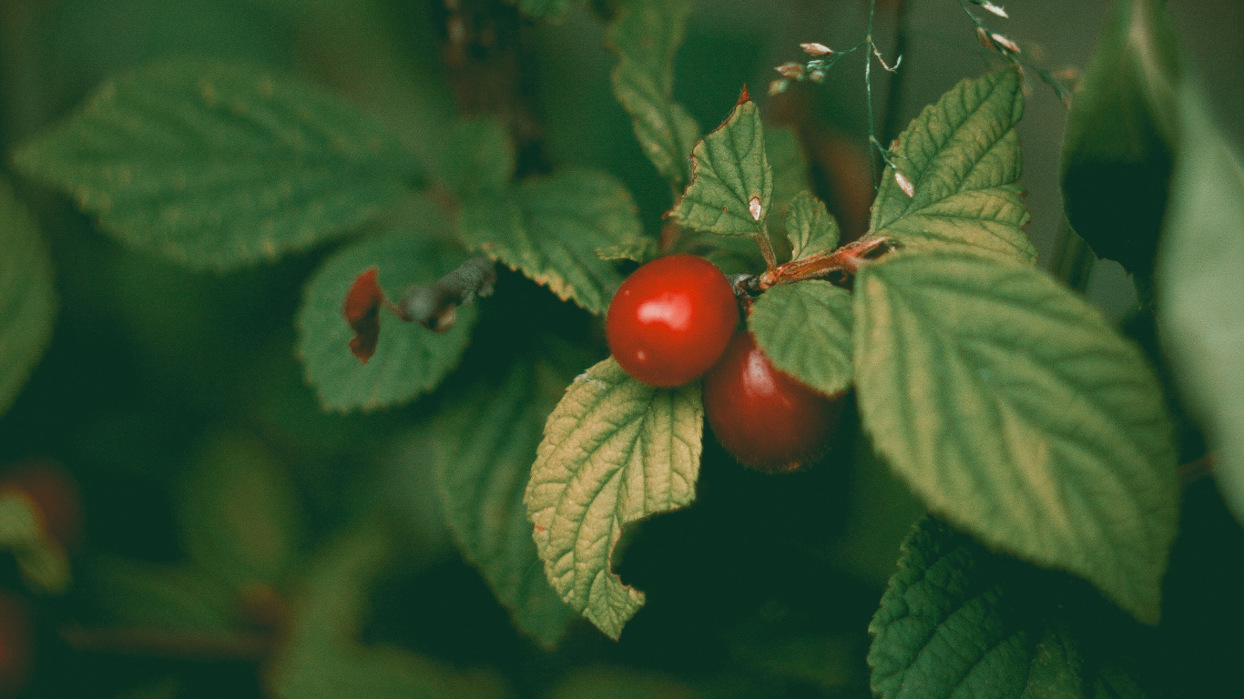 Fruit, Plant, Flower, Flowering Plant, Berry. Wallpaper in 1366x768 Resolution