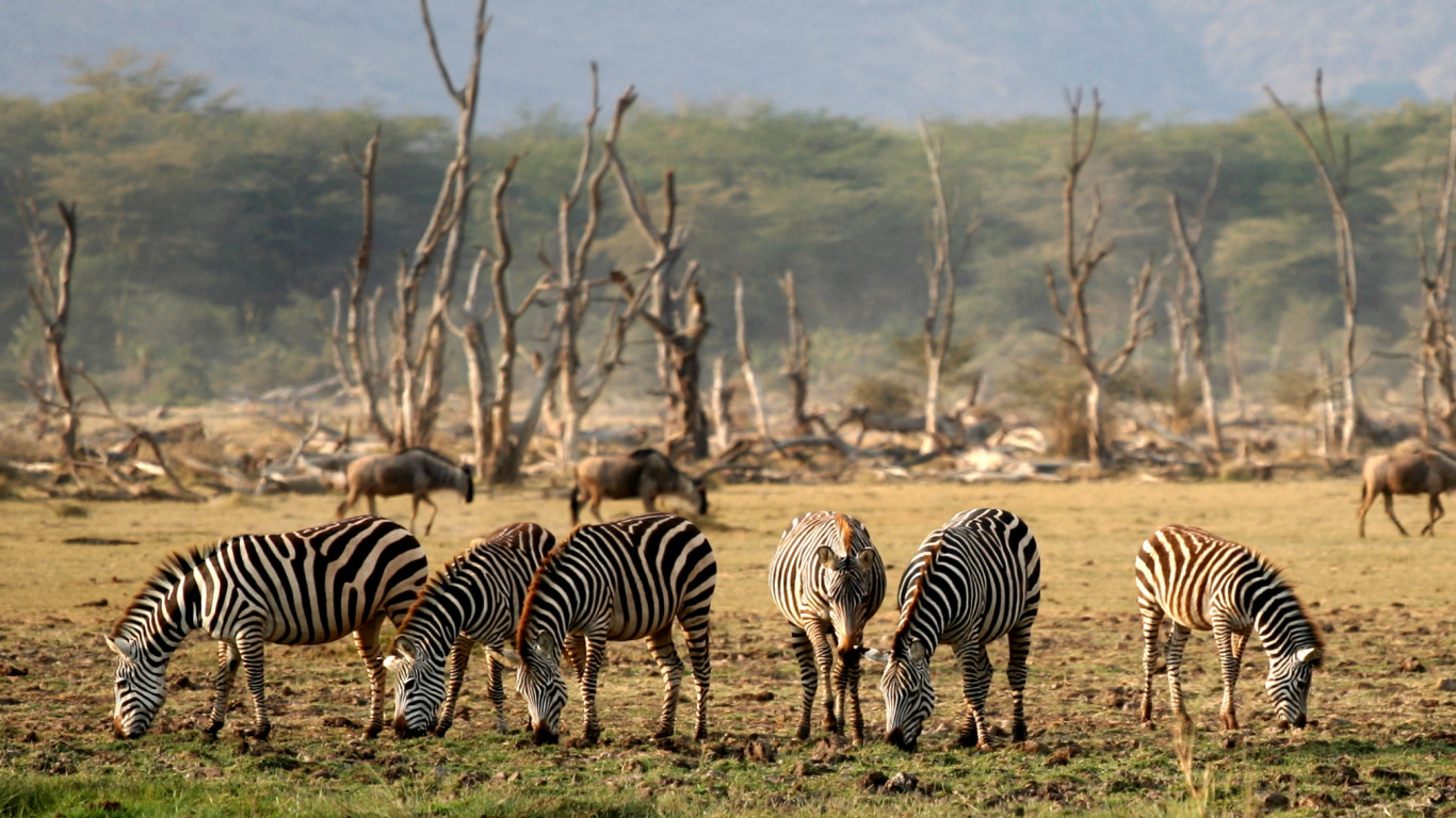 Zebra Standing on Green Grass Field During Daytime. Wallpaper in 1366x768 Resolution