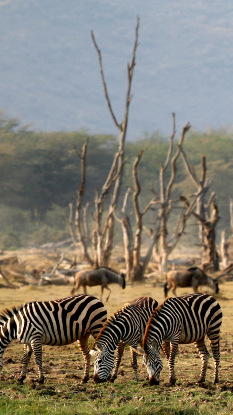Zebra Standing on Green Grass Field During Daytime. Wallpaper in 750x1334 Resolution
